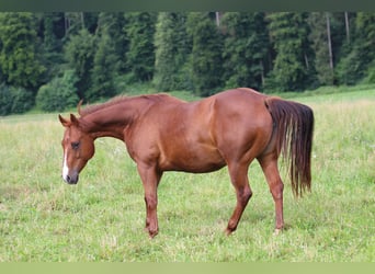 Caballo cuarto de milla, Yegua, 11 años, 150 cm, Alazán