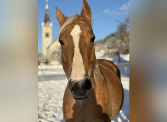 Caballo cuarto de milla, Yegua, 11 años, 151 cm, Palomino