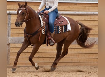 Caballo cuarto de milla, Yegua, 11 años, 152 cm, Alazán