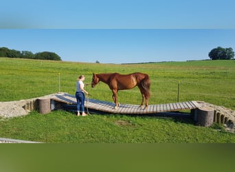 Caballo cuarto de milla, Yegua, 11 años, 152 cm, Alazán