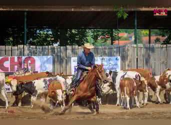 Caballo cuarto de milla, Yegua, 11 años, 152 cm, Alazán-tostado