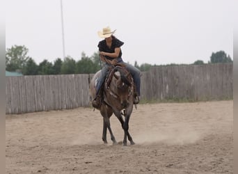 Caballo cuarto de milla, Yegua, 11 años, 152 cm, Castaño-ruano