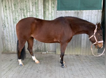 Caballo cuarto de milla, Yegua, 11 años, 152 cm, Castaño