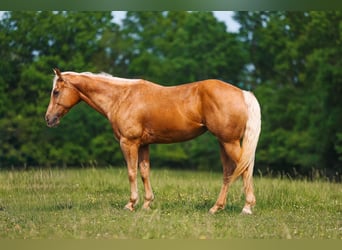 Caballo cuarto de milla, Yegua, 11 años, 152 cm, Palomino
