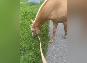 Caballo cuarto de milla, Yegua, 11 años, 155 cm, Palomino