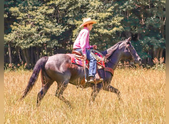 Caballo cuarto de milla, Yegua, 11 años, 155 cm, Ruano azulado