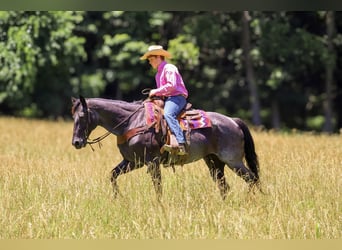 Caballo cuarto de milla, Yegua, 11 años, 155 cm, Ruano azulado