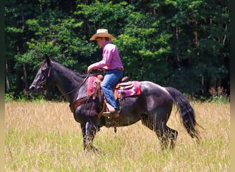 Caballo cuarto de milla, Yegua, 11 años, 155 cm, Ruano azulado