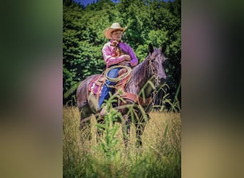 Caballo cuarto de milla, Yegua, 11 años, 155 cm, Ruano azulado