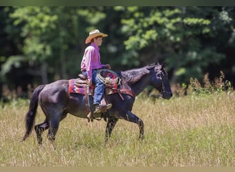 Caballo cuarto de milla, Yegua, 11 años, 155 cm, Ruano azulado