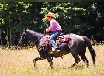 Caballo cuarto de milla, Yegua, 11 años, 155 cm, Ruano azulado