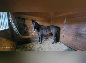 Caballo cuarto de milla, Yegua, 11 años, 160 cm, Alazán rojizo