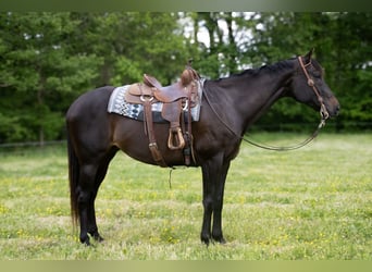 Caballo cuarto de milla, Yegua, 11 años, 163 cm, Castaño