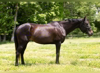 Caballo cuarto de milla, Yegua, 11 años, 163 cm, Castaño