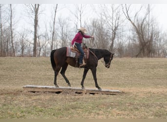 Caballo cuarto de milla, Yegua, 11 años, 163 cm, Castaño