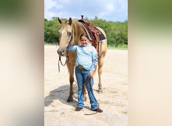 Caballo cuarto de milla, Yegua, 11 años, 163 cm, Champán