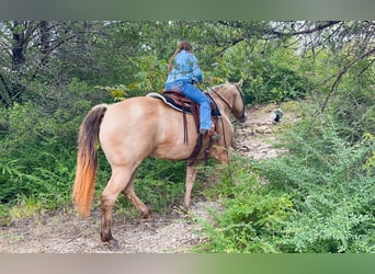 Caballo cuarto de milla, Yegua, 11 años, 163 cm, Champán