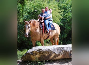 Caballo cuarto de milla, Yegua, 11 años, 163 cm, Champán