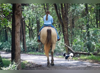 Caballo cuarto de milla, Yegua, 11 años, 163 cm, Champán