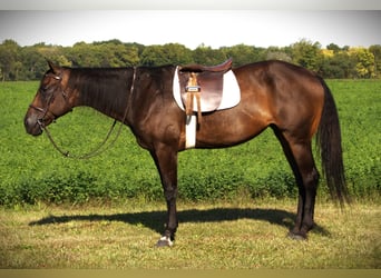 Caballo cuarto de milla, Yegua, 11 años, 170 cm, Castaño oscuro