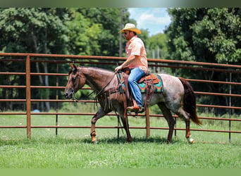 Caballo cuarto de milla, Yegua, 11 años, Castaño-ruano