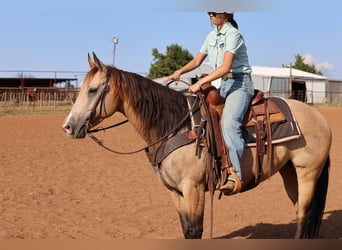 Caballo cuarto de milla, Yegua, 11 años