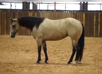 Caballo cuarto de milla, Yegua, 11 años