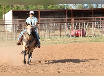 Caballo cuarto de milla, Yegua, 11 años