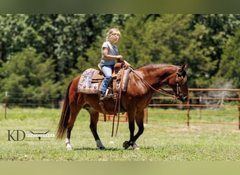 Caballo cuarto de milla, Yegua, 12 años, 124 cm, Castaño rojizo