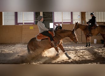 Caballo cuarto de milla, Yegua, 12 años, 140 cm, Castaño claro