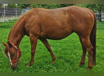 Caballo cuarto de milla, Yegua, 12 años, 145 cm, Alazán