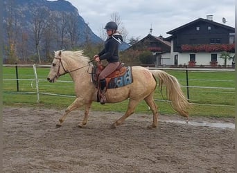 Caballo cuarto de milla, Yegua, 12 años, 145 cm, Palomino