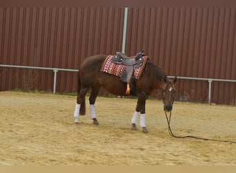 Caballo cuarto de milla, Yegua, 12 años, 146 cm, Alazán-tostado