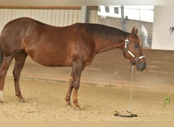 Caballo cuarto de milla, Yegua, 12 años, 146 cm