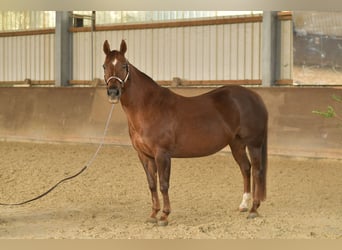 Caballo cuarto de milla, Yegua, 12 años, 146 cm