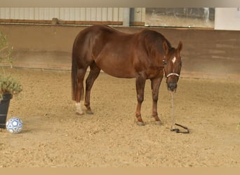 Caballo cuarto de milla, Yegua, 12 años, 146 cm