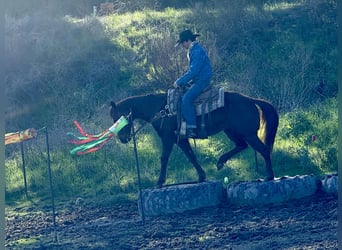 Caballo cuarto de milla, Yegua, 12 años, 147 cm, Alazán-tostado