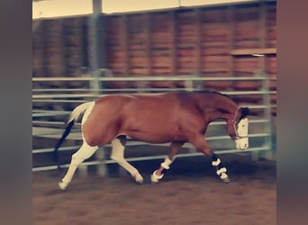 Caballo cuarto de milla, Yegua, 12 años, 147 cm, Castaño