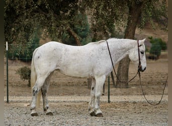 Caballo cuarto de milla, Yegua, 12 años, 147 cm, Tordo