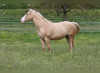 Caballo cuarto de milla, Yegua, 12 años, 148 cm, Palomino
