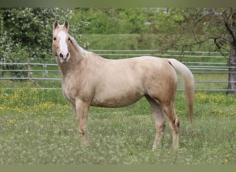 Caballo cuarto de milla, Yegua, 12 años, 148 cm, Palomino