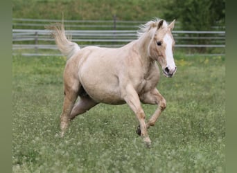 Caballo cuarto de milla, Yegua, 12 años, 148 cm, Palomino