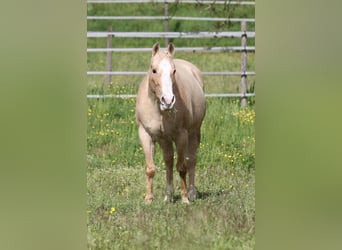 Caballo cuarto de milla, Yegua, 12 años, 148 cm, Palomino