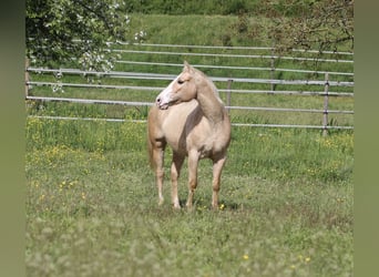 Caballo cuarto de milla, Yegua, 12 años, 148 cm, Palomino