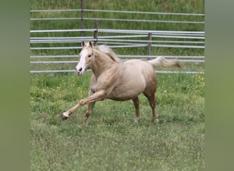 Caballo cuarto de milla, Yegua, 12 años, 148 cm, Palomino