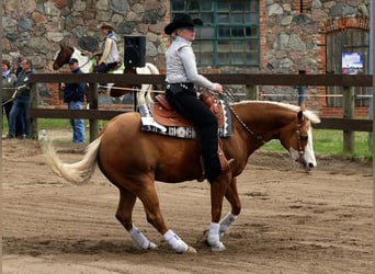 Caballo cuarto de milla, Yegua, 12 años, 148 cm, Palomino