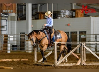 Caballo cuarto de milla, Yegua, 12 años, 150 cm, Buckskin/Bayo