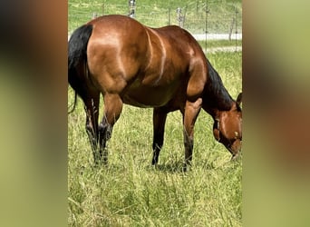 Caballo cuarto de milla, Yegua, 12 años, 150 cm, Castaño