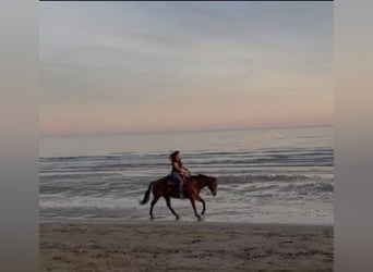 Caballo cuarto de milla, Yegua, 12 años, 150 cm, Castaño