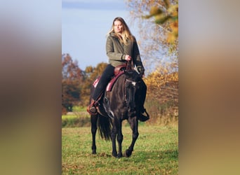 Caballo cuarto de milla, Yegua, 12 años, 150 cm, Grullo